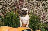 BOULEDOGUE FRANCAIS 1196